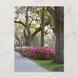 Cartão Postal Savannah Georgia em Primavera Forsyth Park Azaleas