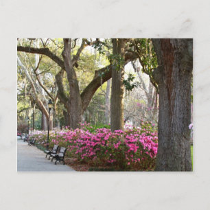 Cartão Postal Savannah Georgia em Primavera Forsyth Park Azaleas