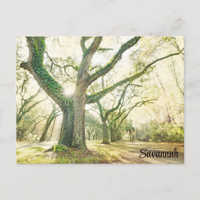 Cartão Postal Savannah Georgia Southern Live Oak Tree (Frente)