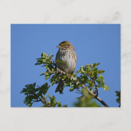 Cartão Postal Savannah Gorgeous