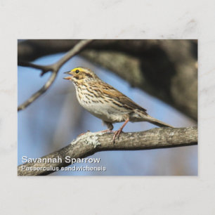 Cartão Postal Savannah Sparrow