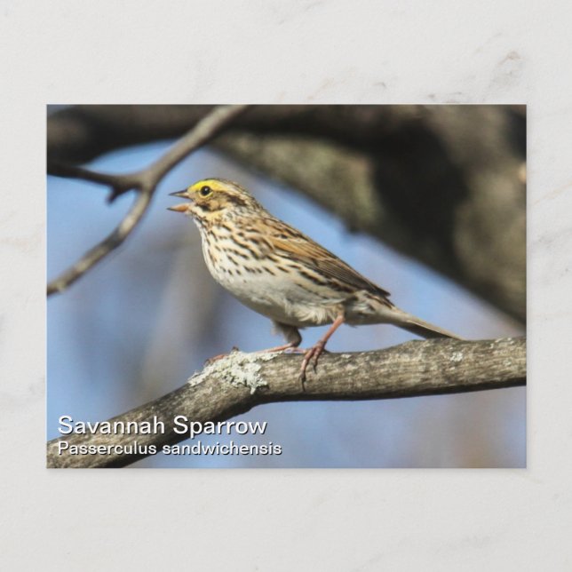 Cartão Postal Savannah Sparrow (Frente)