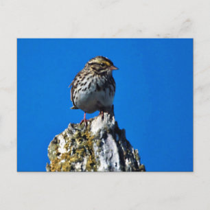 Cartão Postal Savannah Sparrow