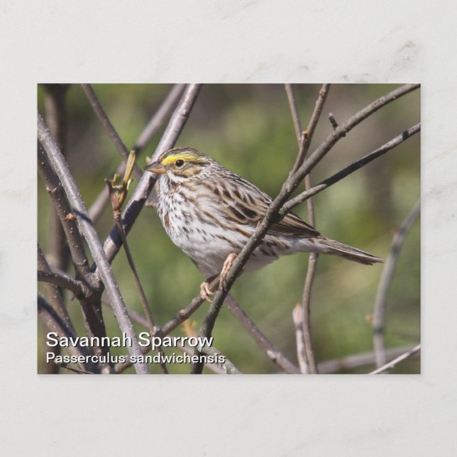 Cartão Postal Savannah Sparrow (Frente)