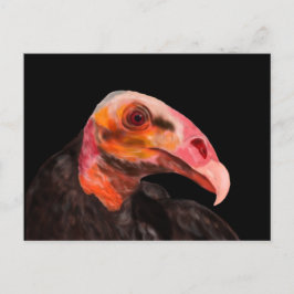 Cartão Postal Savannah Vulture