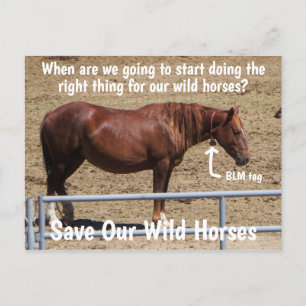 Cartão Postal Save Our Wild Horses Campaign