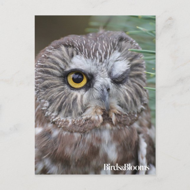 Cartão Postal Saw-whet Owl (Frente)