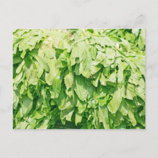 Cartão Postal Sawtooth Coriander - Fundo Eryngium foetidum