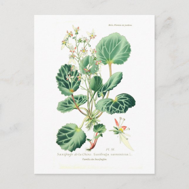 Cartão Postal Saxifraga sarmentosa (Frente)