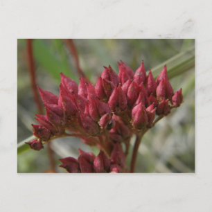 Cartão Postal Saxifrage com folhas de couro, Ilha de Unalaska