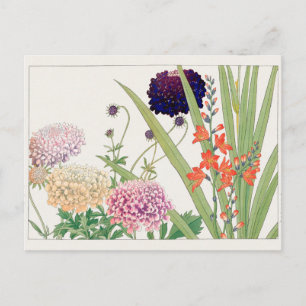 Cartão Postal Scabiosa, Montbretia por Tanigami Konan