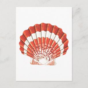 CARTÃO POSTAL "SCALLOP" SEALIFE
