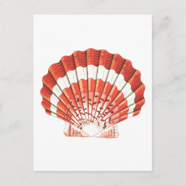CARTÃO POSTAL "SCALLOP" SEALIFE