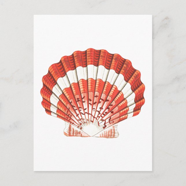 CARTÃO POSTAL "SCALLOP" SEALIFE (Frente)