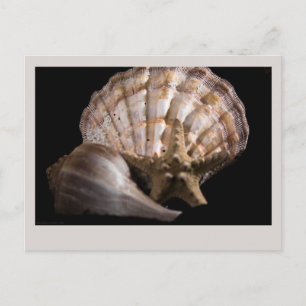 Cartão Postal Scallop, Whelk, Sea Star