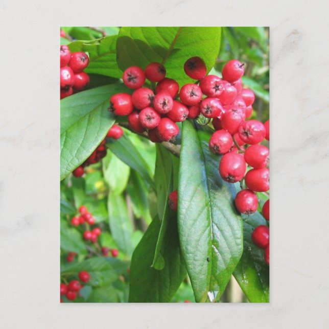 Cartão Postal Scarlet Firethorn No Parque Dos Jardins Do Vale (Frente)