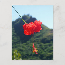 Cartão Postal Scarlet Hibiscus, Havaí