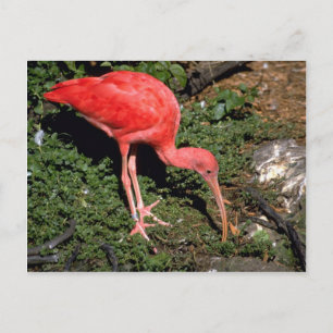Cartão Postal Scarlet ibis