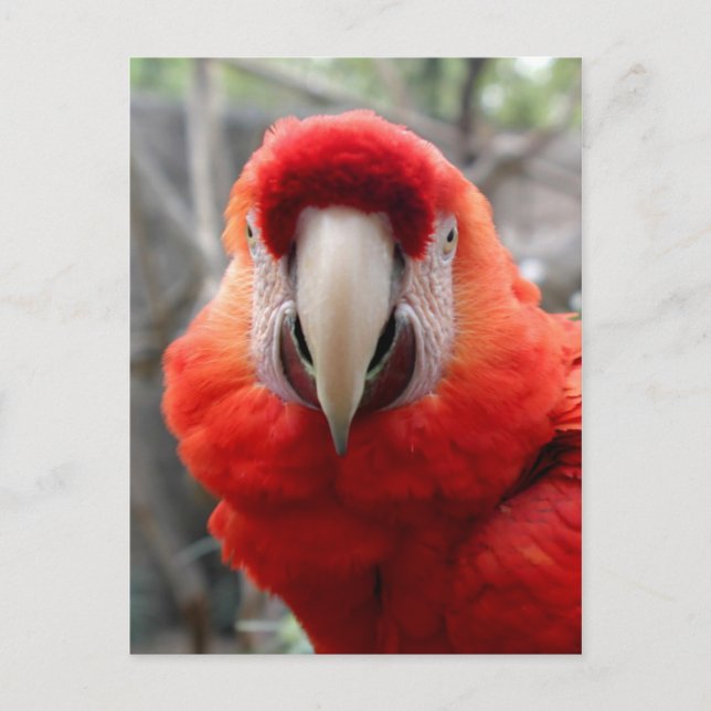 Cartão Postal Scarlet Macaw (Frente)