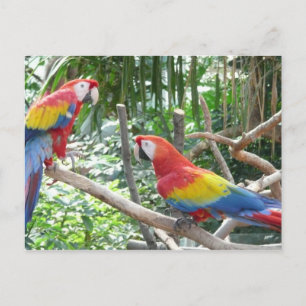 Cartão Postal Scarlet Macaw
