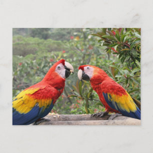 Cartão Postal Scarlet Mackaws
