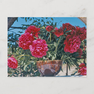 Cartão Postal Scarlet Peony por H.D. Peterson 1972