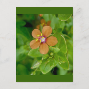 Cartão Postal Scarlet Pimpernel Wildflower