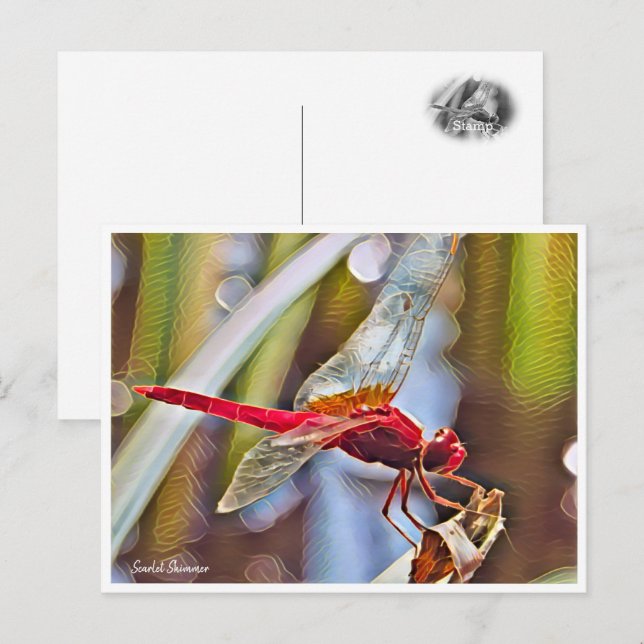 Cartão Postal Scarlet Skimmer (Frente/Verso)