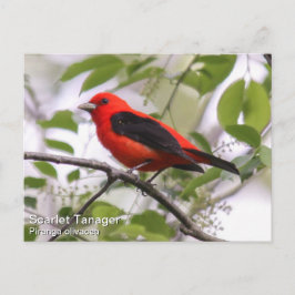 Cartão Postal Scarlet Tanager