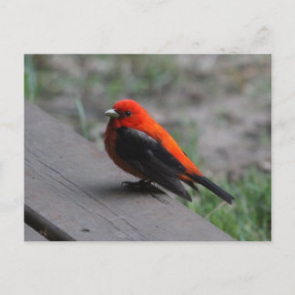Cartão Postal Scarlet Tanager Bird