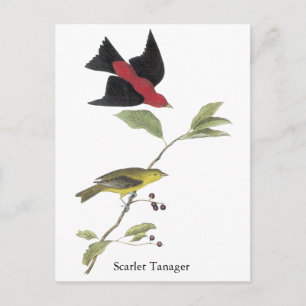 Cartão Postal Scarlet Tanager - John James Audubon