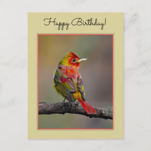 Cartão Postal Scarlet Tanager Molting - Fotografia original