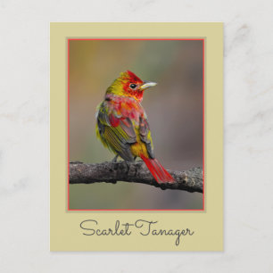 Cartão Postal Scarlet Tanager Molting - Fotografia original