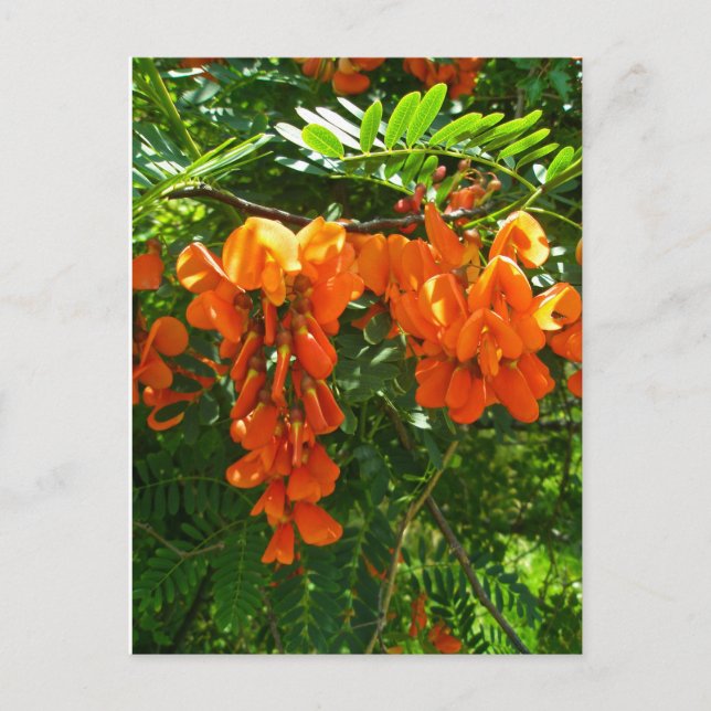 Cartão Postal Scarlet Wisteria (Sesbania punicea) OBX NC Series (Frente)