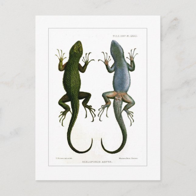 Cartão Postal Sceloporus asper (Frente)