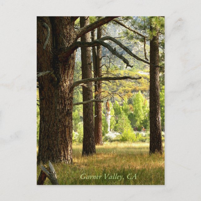 Cartão Postal Scenic Trail Postcatd Em Garner Valley, CA (Frente)