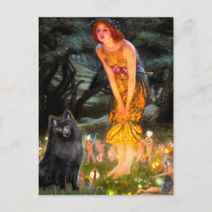 Cartão Postal Schipperke 2 - MeidEve