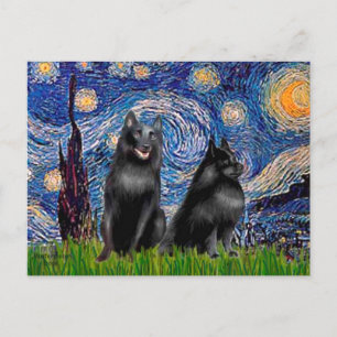 Cartão Postal Schipperkees (dois,5&amp;6) - Noite Estrelada