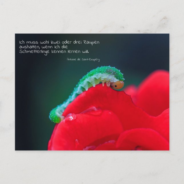 Cartão Postal Schmetterlinge sehen (Frente)