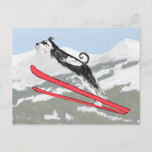 Cartão Postal Schnauzer em Skis!