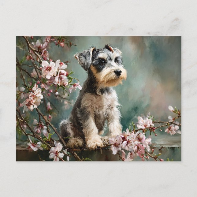 Cartão Postal Schnauzer Puppy Among Spring Cherry Blossoms (Frente)