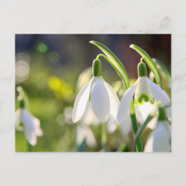 Cartão Postal Schneeglöckchen läuten den Frühling ein