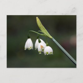 Cartão Postal Schneeglöckchen läutet den Frühling ein
