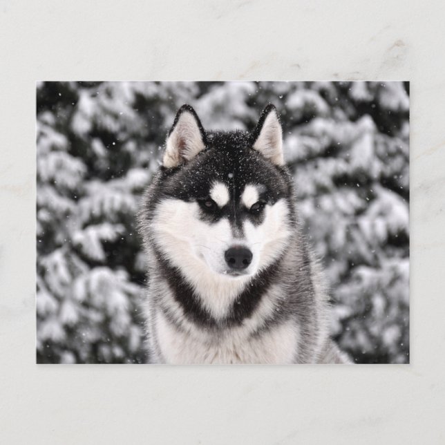 Cartão Postal schneezauber (Frente)