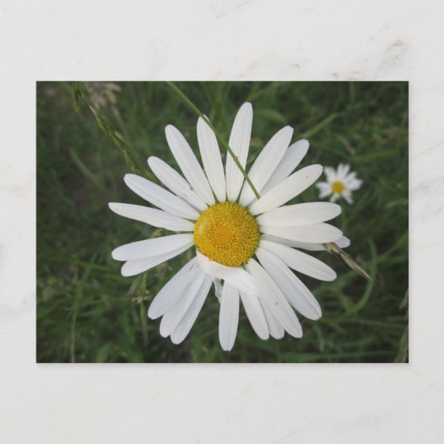 Cartão Postal Schüchterne Margarithe (Frente)