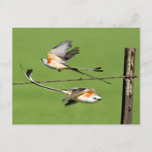 Cartão Postal Scissortails em Voo