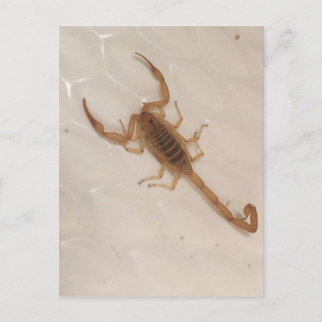 Cartão Postal Scorpion do Latido de arizona (Frente)