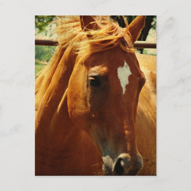 Cartão Postal Scotch (Frente)