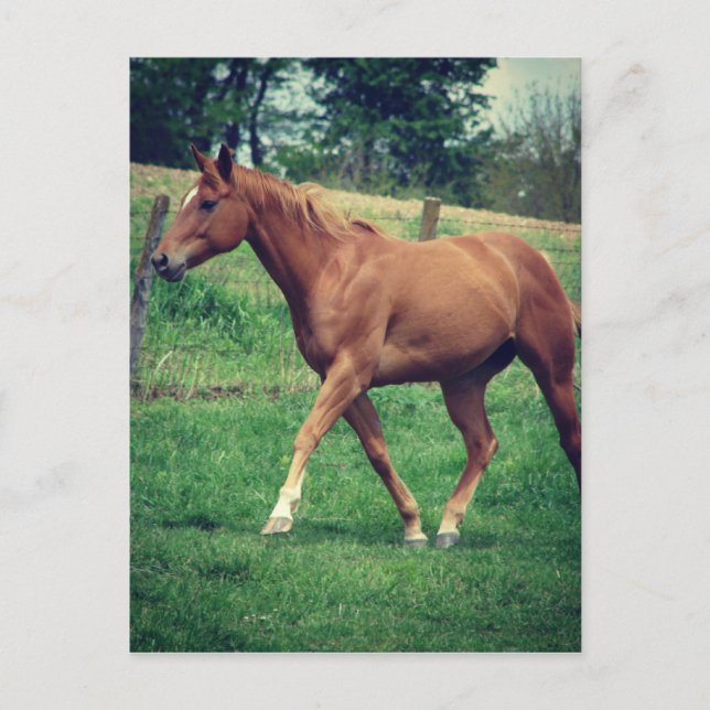 Cartão Postal Scotch (Frente)