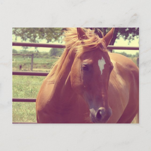 Cartão Postal Scotch de foco suave (Frente)